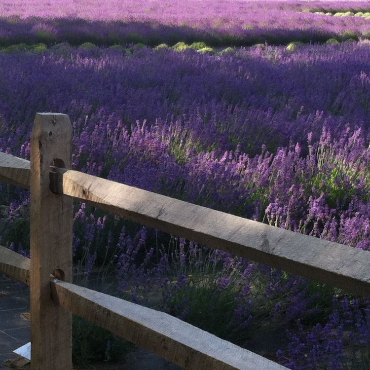 The Lavender Field